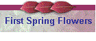 First Spring Flowers