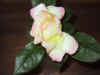 IMG_1072.JPG (298135 bytes)